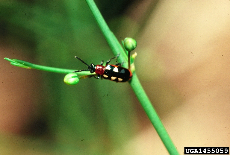 asparagus beetle (Crioceris asparagi)