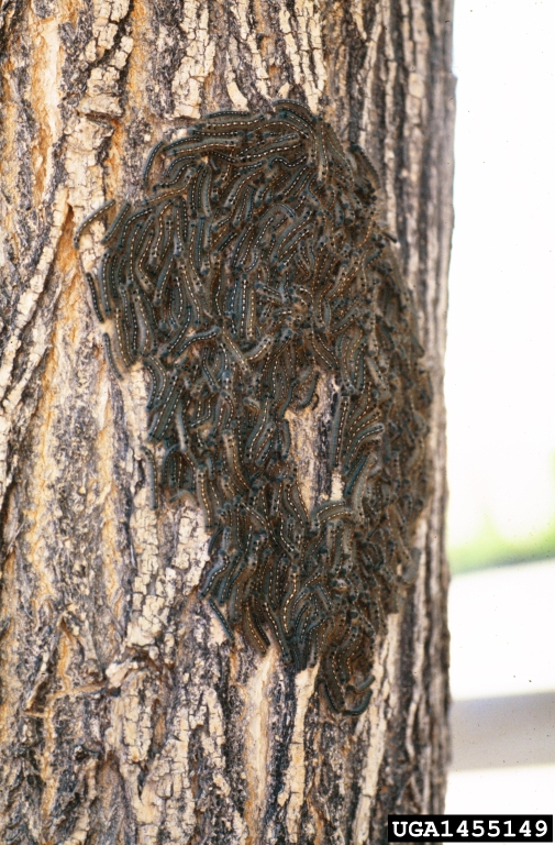 forest tent caterpillar (Malacosoma disstria)