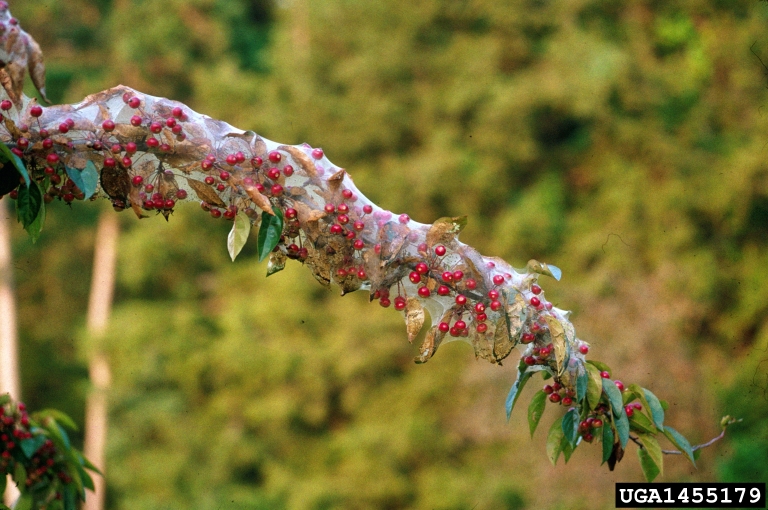 fall webworm (Hyphantria cunea)
