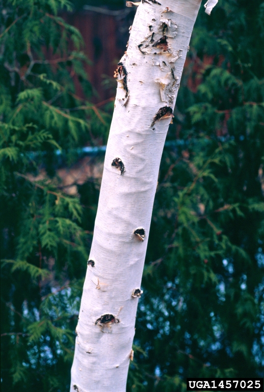 bronze birch borer (Agrilus anxius)