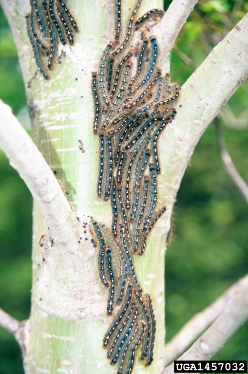 forest tent caterpillar (Malacosoma disstria)