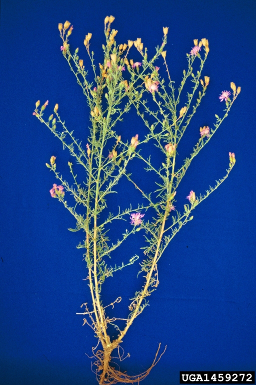 Steve Dewey, Utah State University,  Bugwood.org