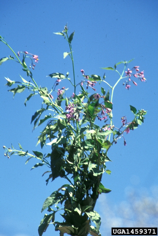 bittersweet nightshade (Solanum dulcamara)