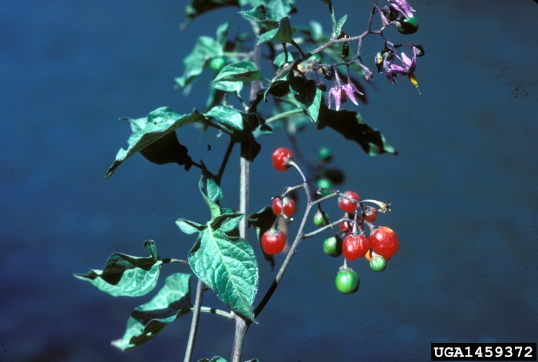 bittersweet nightshade (Solanum dulcamara)