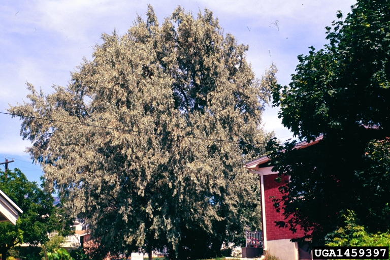 Russian olive (Elaeagnus angustifolia)