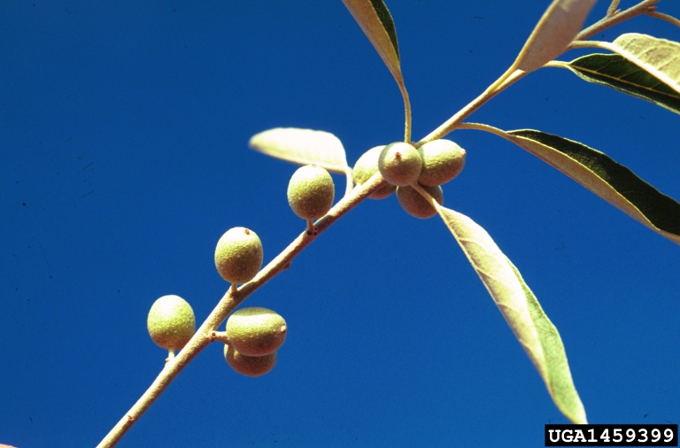 Russian olive (Elaeagnus angustifolia)