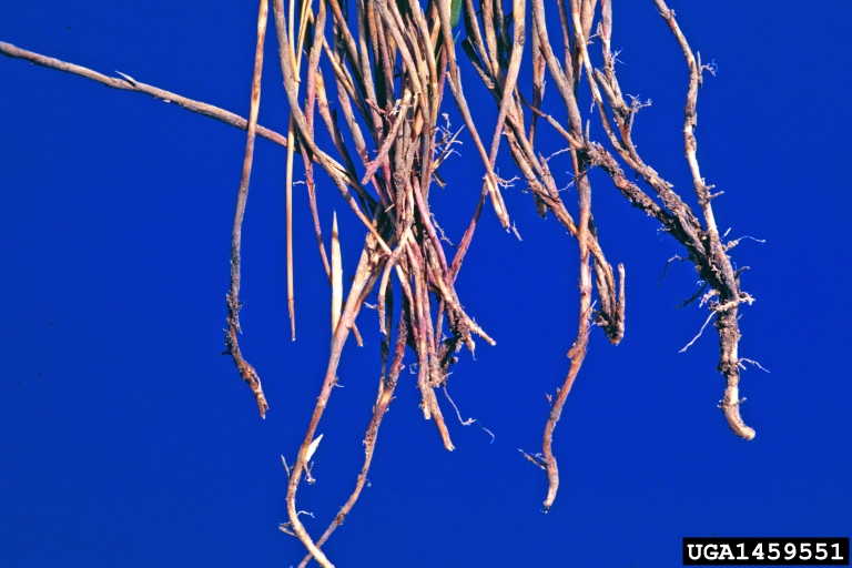saltgrass (Distichlis spicata)