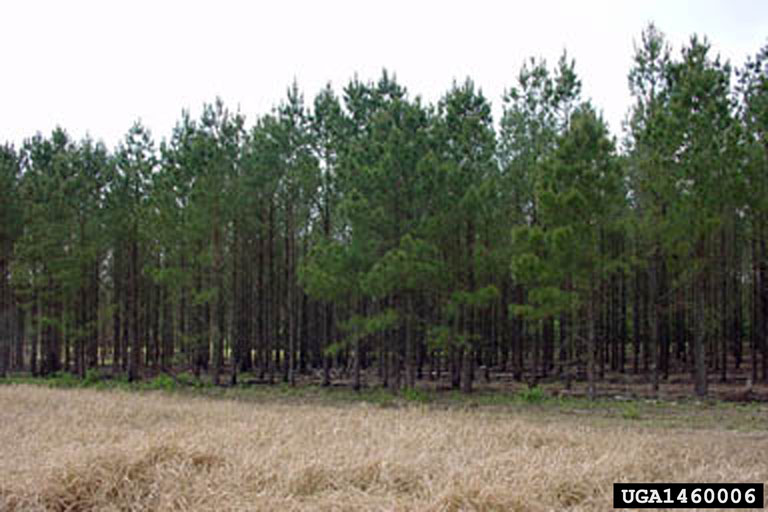 thinning (stand) on loblolly pine (Pinus taeda ) 1460006