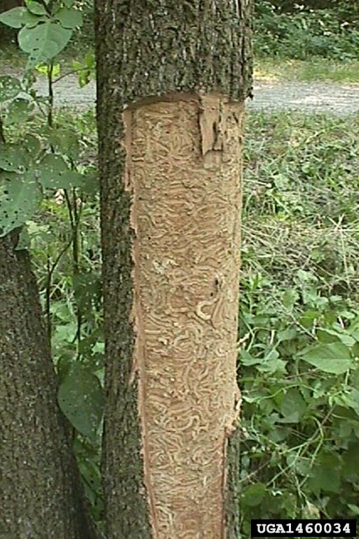 emerald ash borer (Agrilus planipennis)