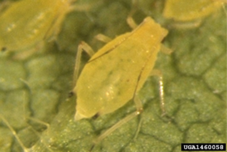 Photo by David W. Ragsdale, Texas A&M University, Bugwood.org 1460058