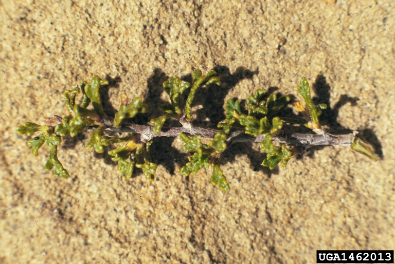 Mexican cliffrose (Purshia mexicana)