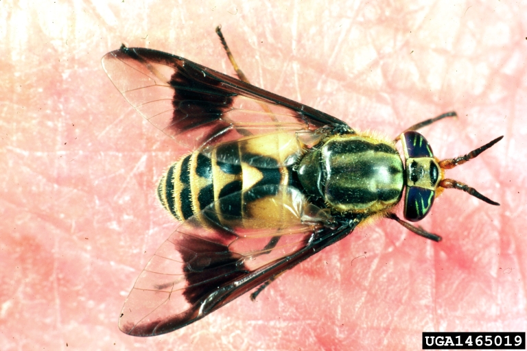 deer fly (Chrysops callidus)