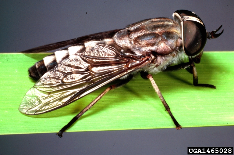 horse fly, Tabanus petiolatus (Diptera Tabanidae) 1465028