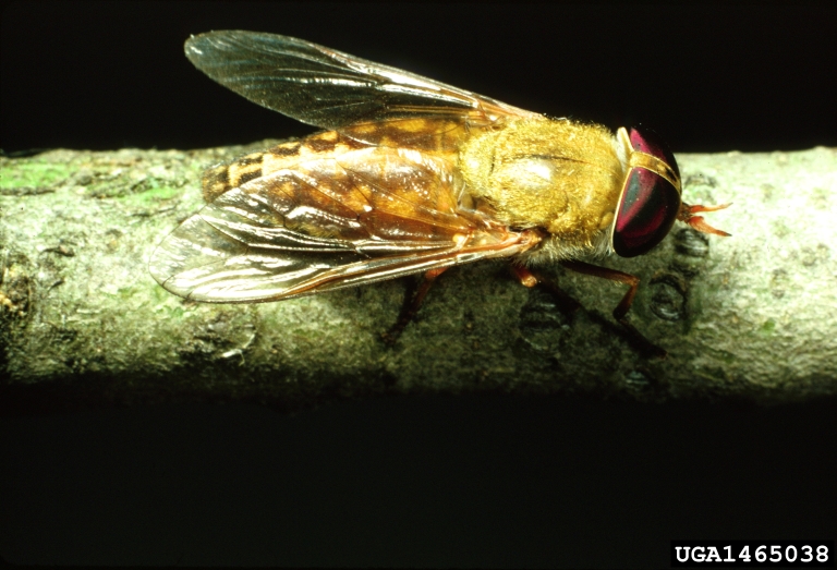 horse fly (Tabanus fulvulus pallidescens)