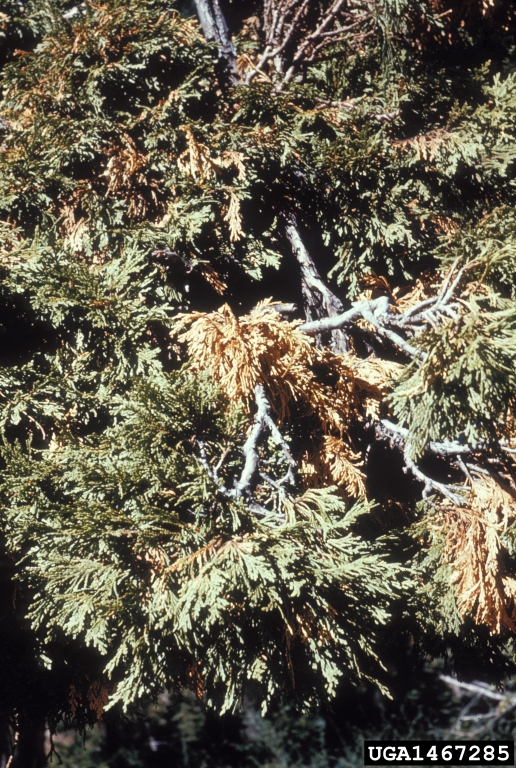incense cedar broom rust (Gymnosporangium libocedri)