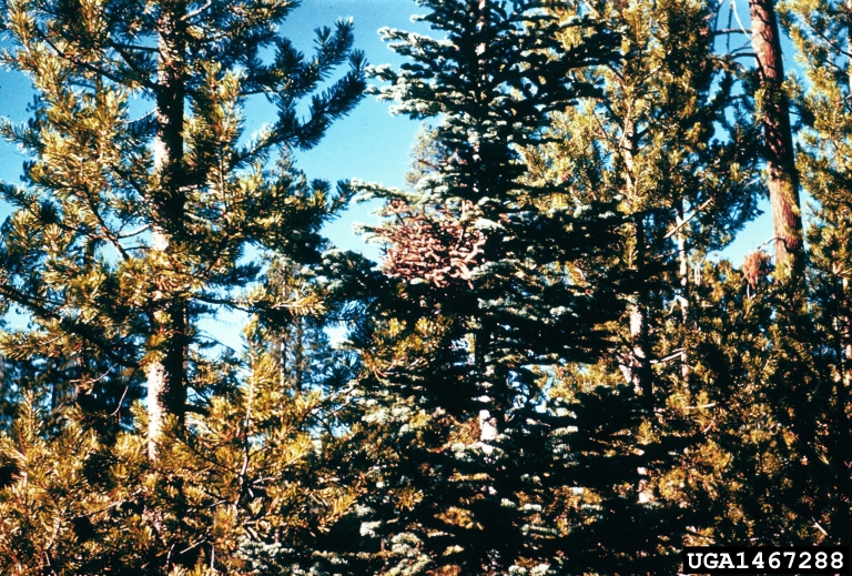fir broom rust (Melampsorella caryophyllacearum)