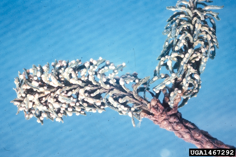 fir broom rust (Melampsorella caryophyllacearum)