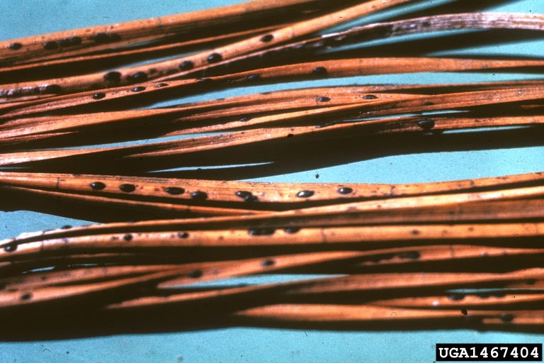 pine needle cast (Lophodermium nitens ) on sugar pine (Pinus