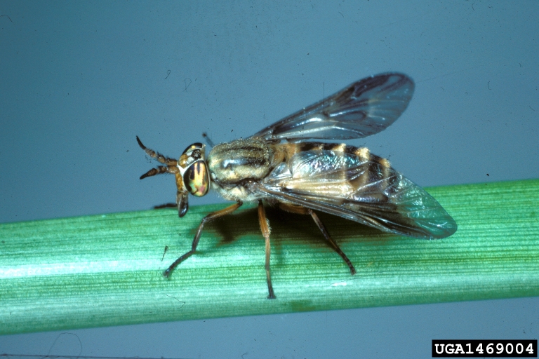 Are Deer Flies Attracted To Blue at Madge Portillo blog