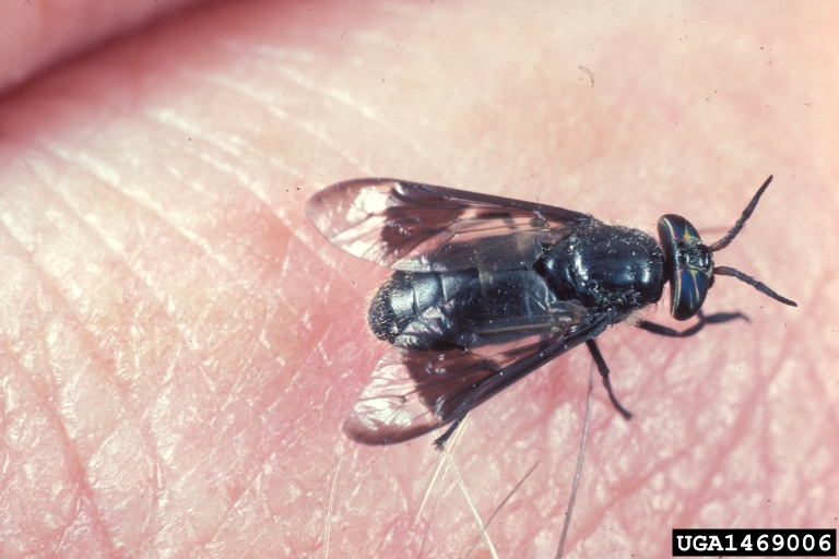 deer fly (Chrysops brimleyi)