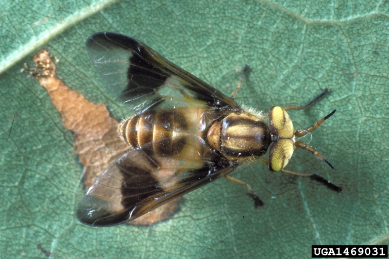 deer fly (Chrysops reicherti)
