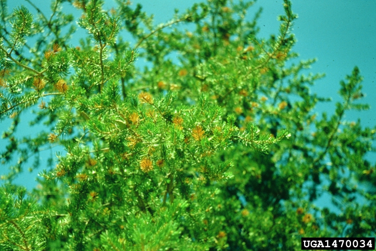 jack pine resin midge (Cecidomyia resinicola)