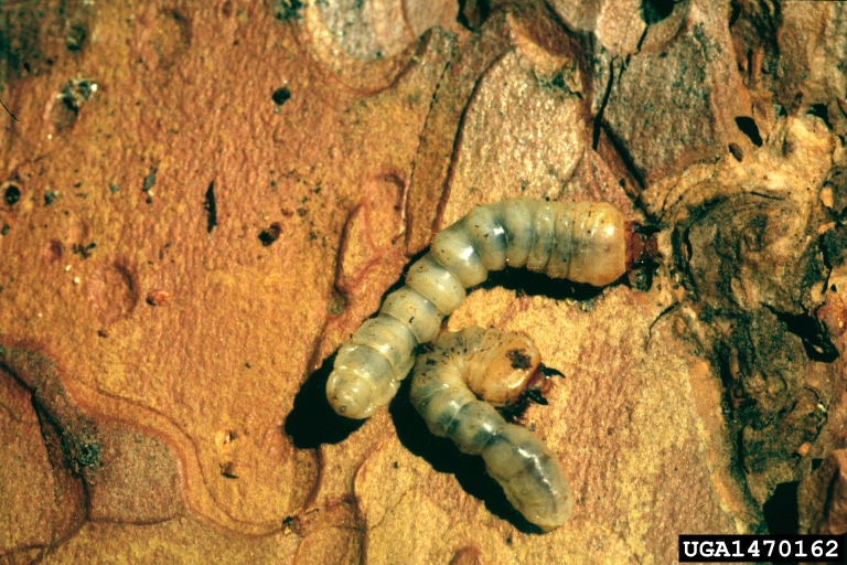ponderosa pine bark borer (Acanthocinus princeps)