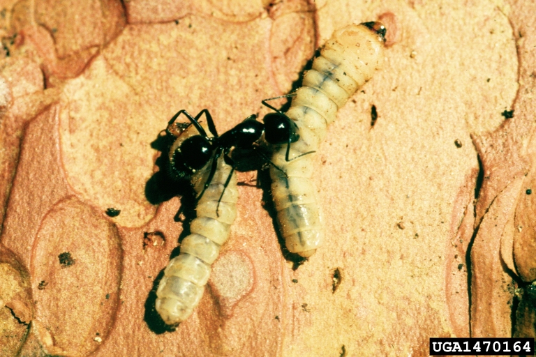 ants (Formicidae) (Family Formicidae)