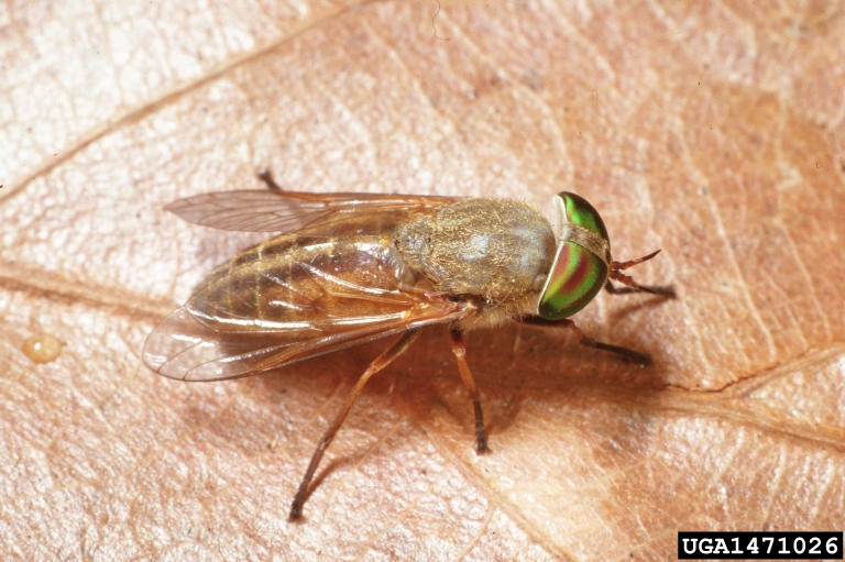 greenhead horse fly (Tabanus nigrovittatus)
