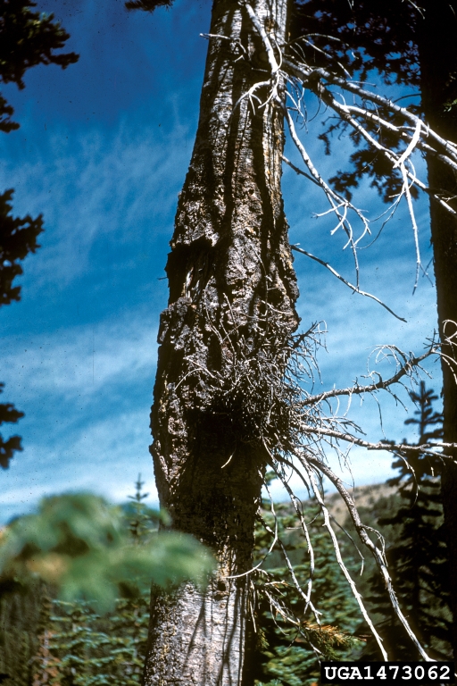 fir broom rust (Melampsorella caryophyllacearum ) on fir (Abies spp