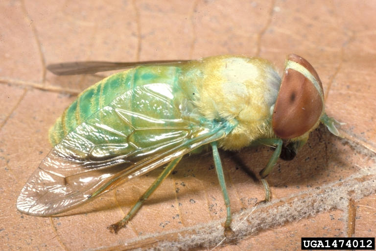 green horse fly (Chlorotabanus crepuscularis)