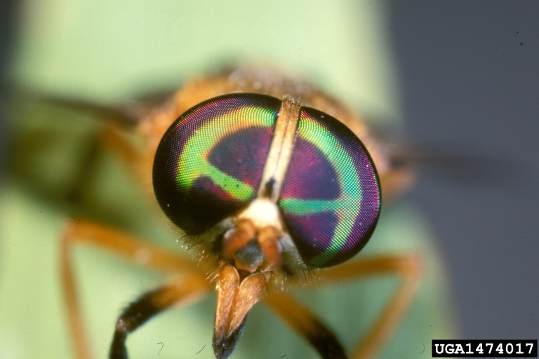 yellow fly (Diachlorus ferrugatus)