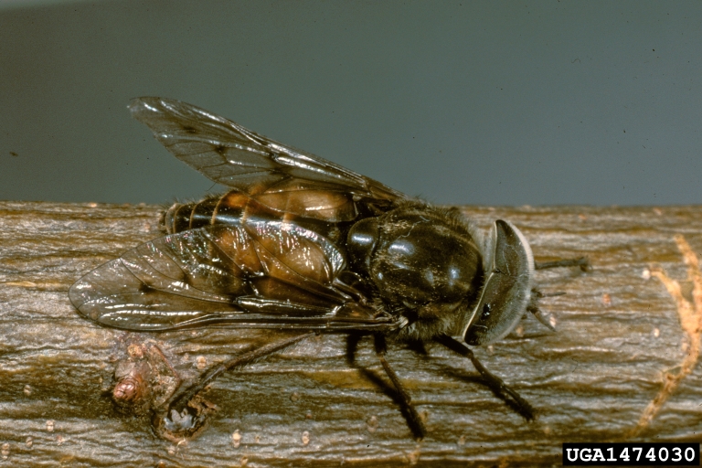 horse fly (Hybomitra lasiophthalma)