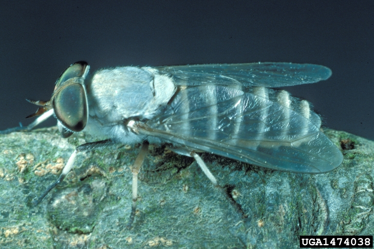 horse fly (Leucotabanus annulatus)
