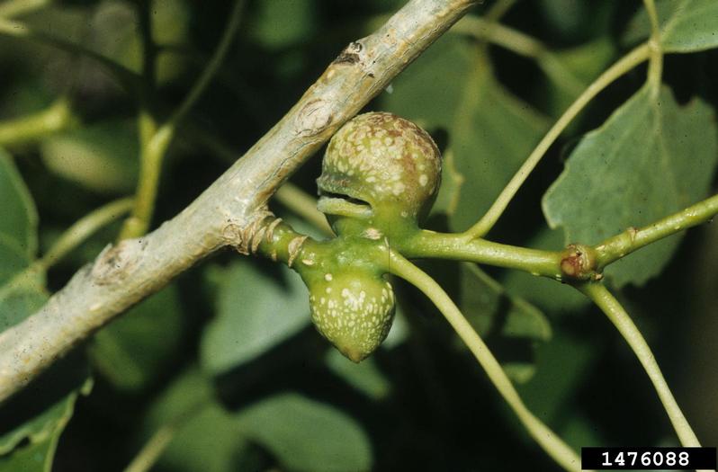 poplar twiggall aphid (Pemphigus populiramulorum ) on plains cottonwood