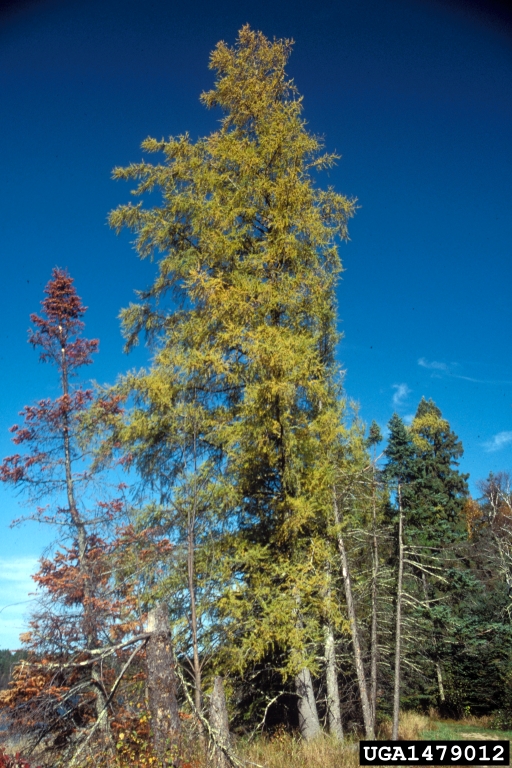 tamarack (Larix laricina)
