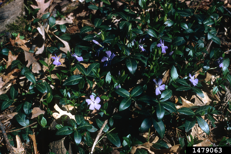 common periwinkle (Vinca minor)