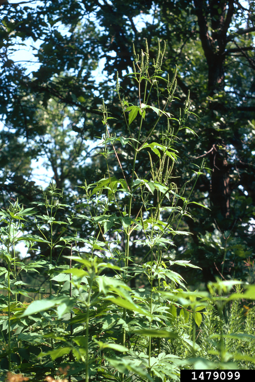 giant ragweed (Ambrosia trifida L.)