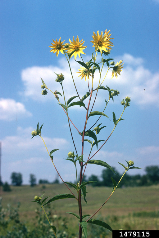giant sunflower (Helianthus giganteus)