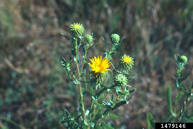 curlycup gumweed (Grindelia squarrosa)