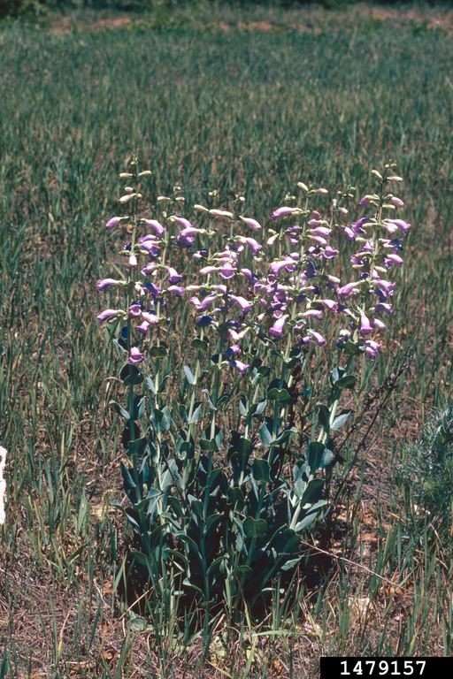 Shell leaf penstemon (Penstemon grandiflorus)