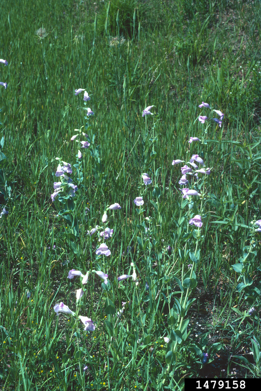 Shell leaf penstemon (Penstemon grandiflorus)