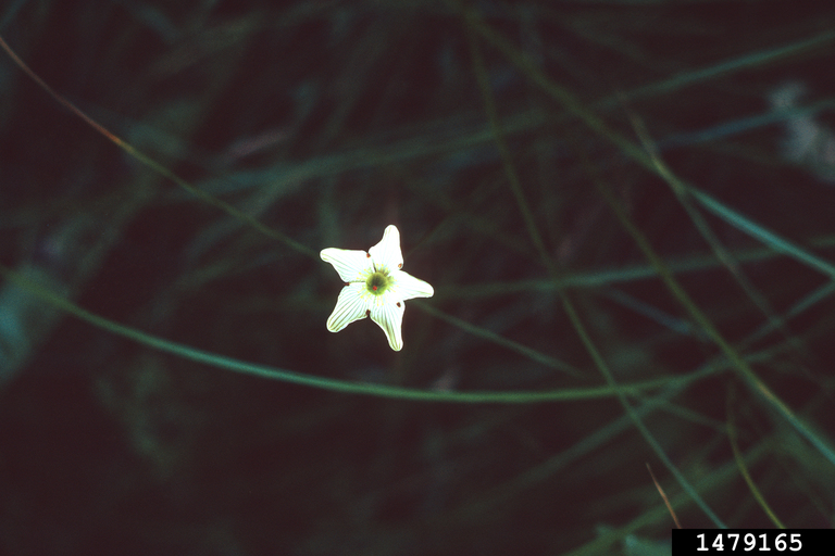 fen grass of Parnassus (Parnassia glauca)