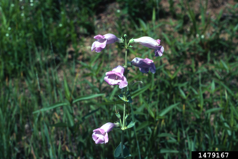 Shell leaf penstemon (Penstemon grandiflorus)