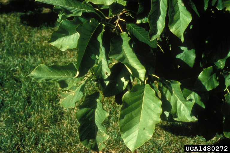 cucumbertree (Magnolia acuminata)