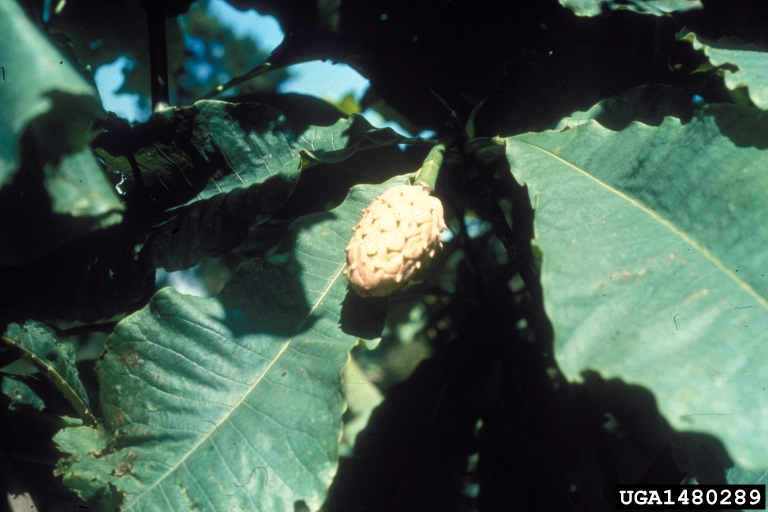 umbrella magnolia (Magnolia tripetala)