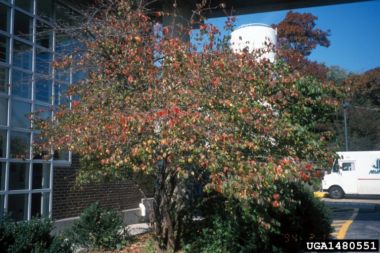 blackhaw viburnum (Viburnum prunifolium)