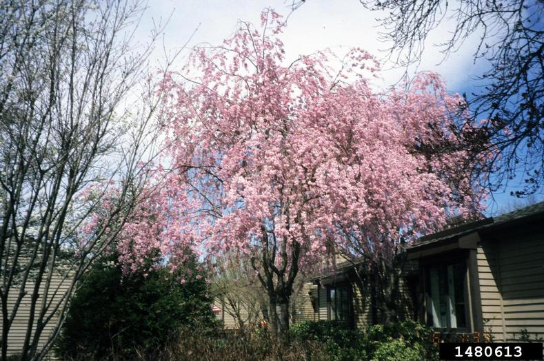 winterflowering cherry (Prunus subhirtella)