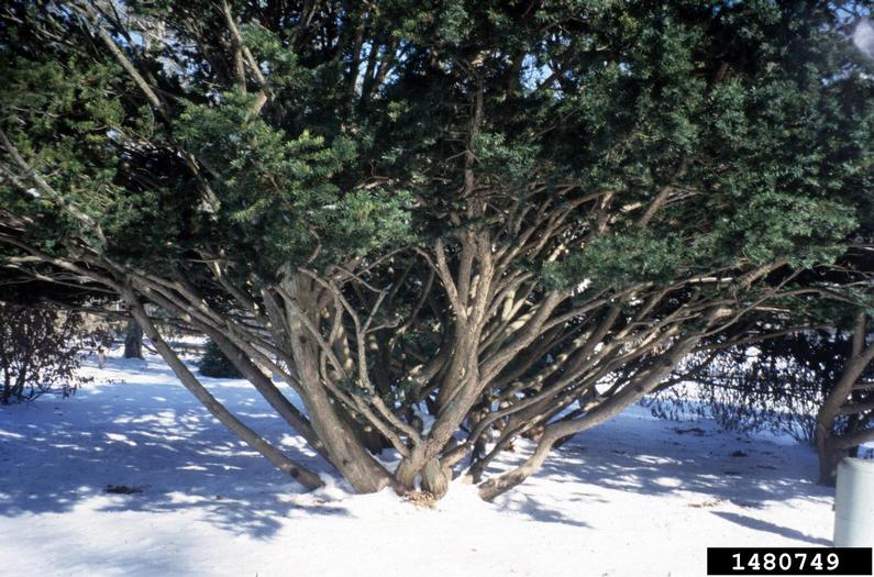 Japanese yew (Taxus cuspidata Sieb. & Zucc.)