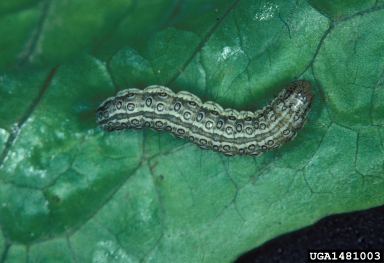 beet webworm, Loxostege sticticalis (Lepidoptera Crambidae) 1481003